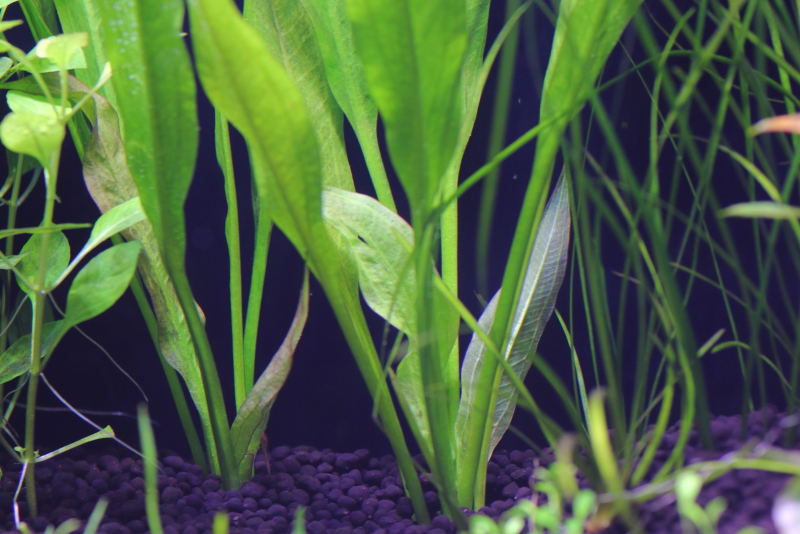 植栽から5日目　新芽の成長の様子　アマゾンソード